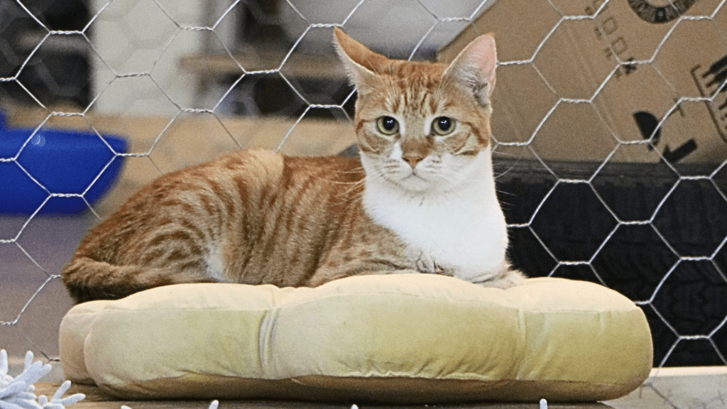 Žuto bela maca leži na jastuku u prihvatilištu Animal Rescue Serbia