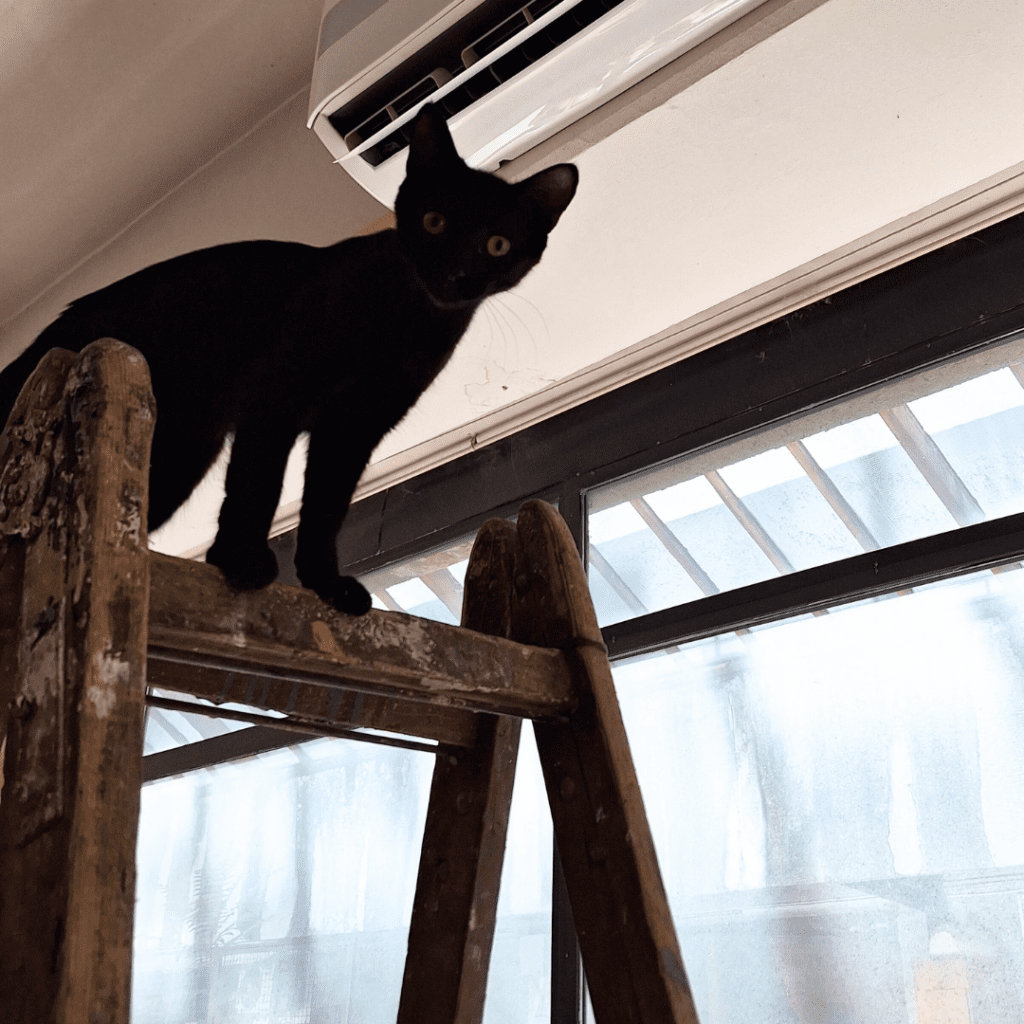 Crno mače stoji na vrhu merdevina i gleda u kameru, u prihvatilištu Animal Rescue Serbia