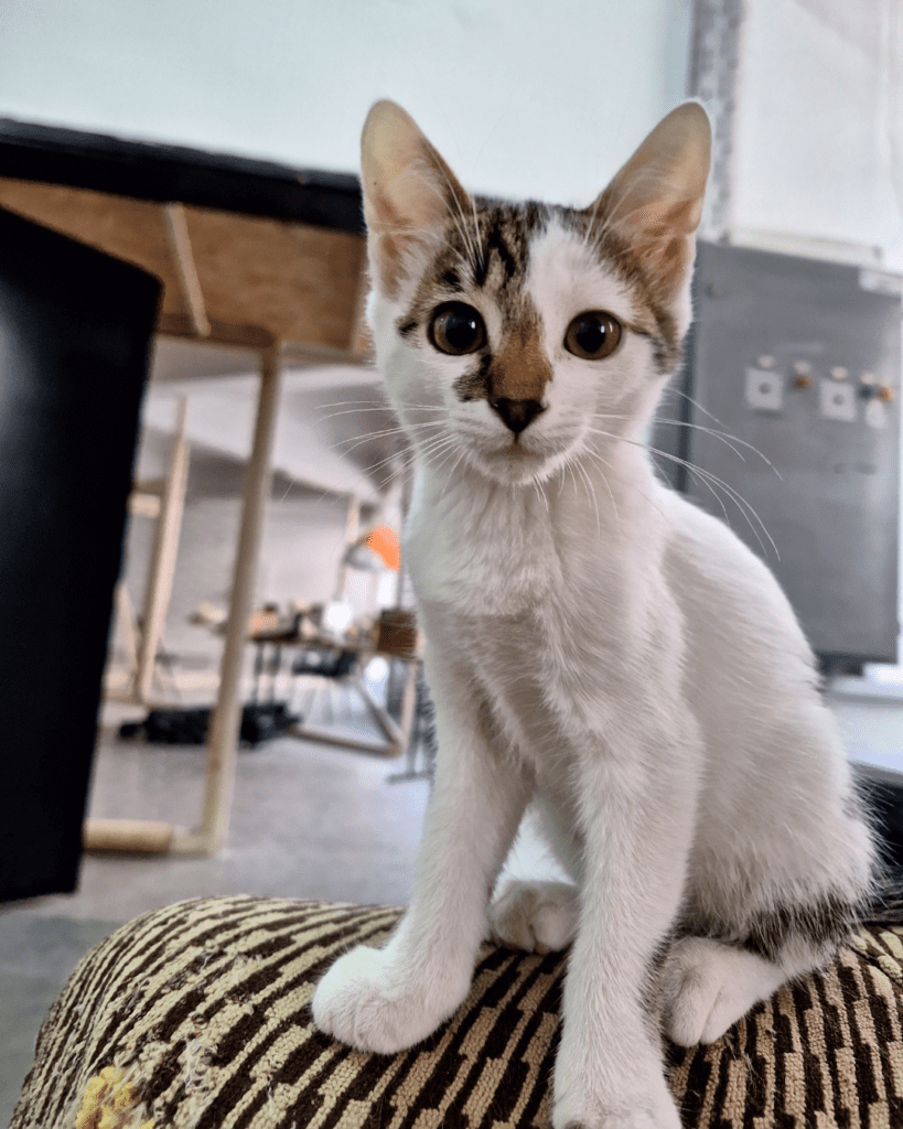 Belo mače sa šarom preko oka i na nosu, sedi u prihvatilištu Animal Rescue Serbia. Gleda direktno u kameru