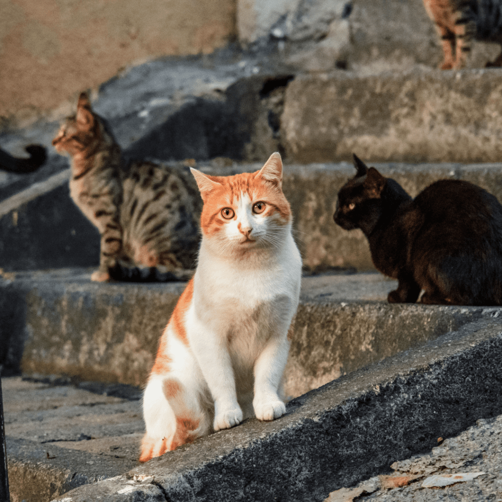 3 napuštene mačke na ulici sede na stepeništu. Jedana je narandžasto-bela, gleda u objektiv, crna i šarena gledaju sa strane.