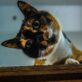 SARGON CREATIVE MEDIA pet photo