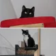 KATARINA JOVANIĆ pet photo